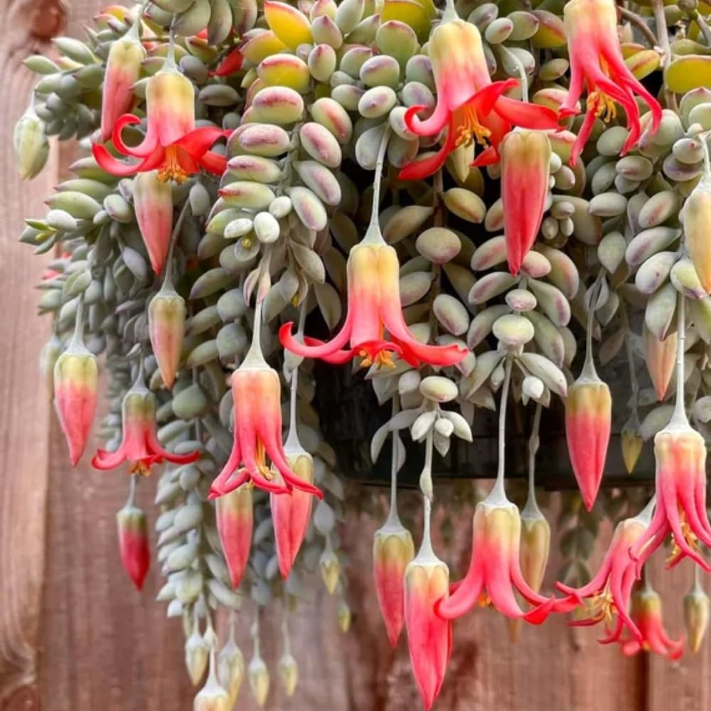 Cotyledon Pendens Succulent Live Plant, 4" Pot, Trailing Succulent Plant, Small Houseplant Cactus for Planting Indoor