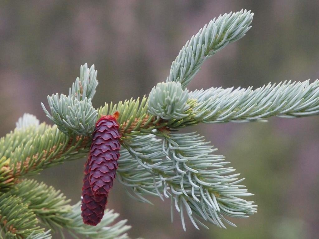 Weeping ENGELMANN Spruce - Picea engelmannii 'Bushes Lace' Live Plant