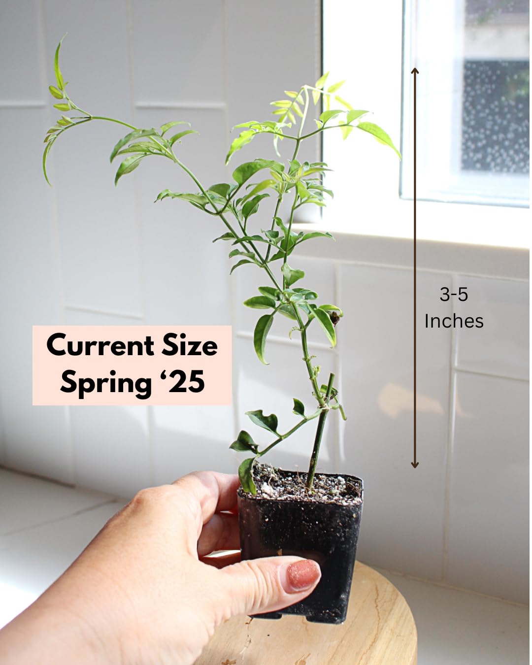 Mini Pink Jasmine Vine Starter Plant | Jasminum Polyanthum | 2 inch Pot