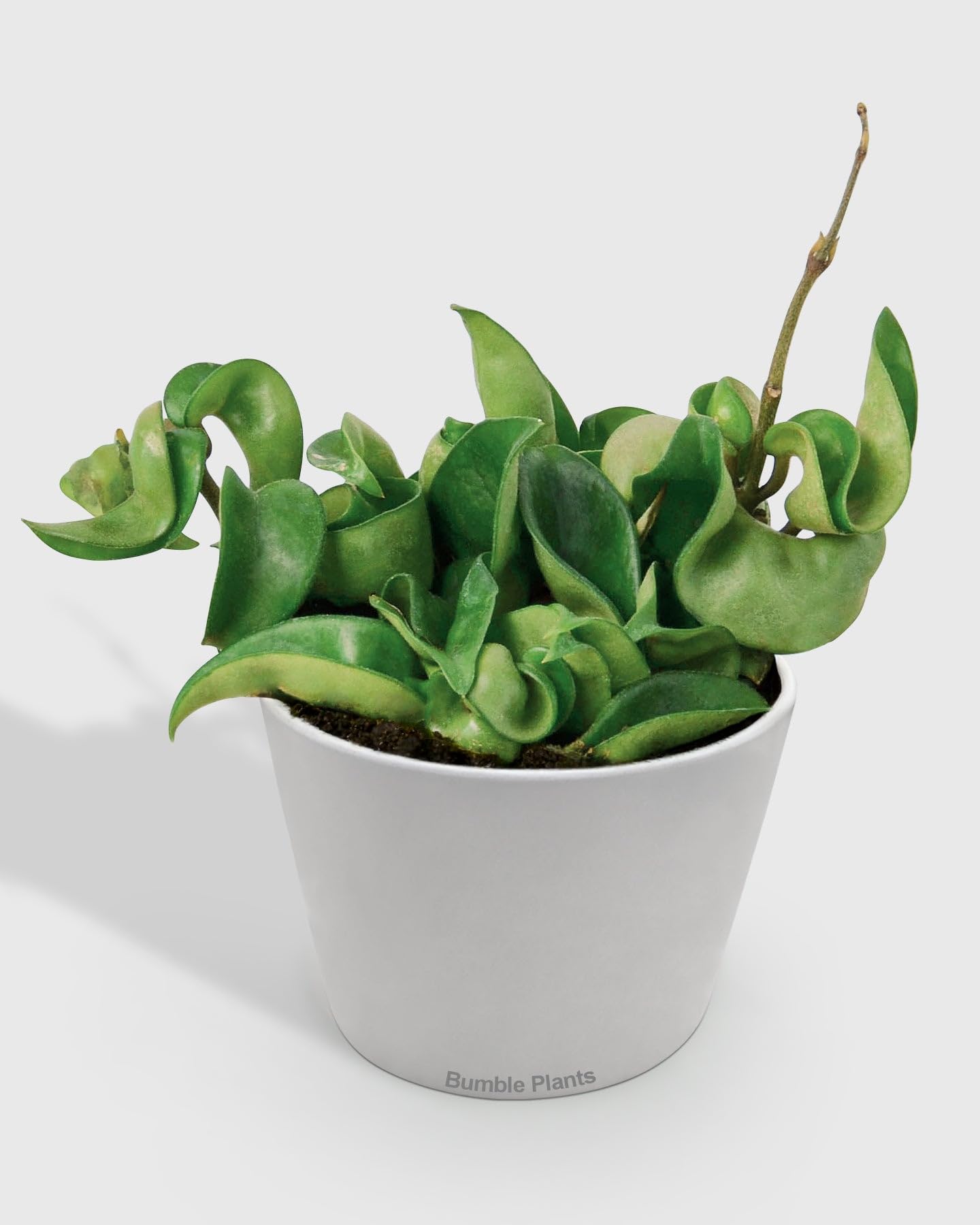 Hoya Hindu Rope Krinkle Curl-4" Pot/White Cyclinder - Live Plant Easy Care, Low Maintenance for Home Decor - Air Purification Houseplant