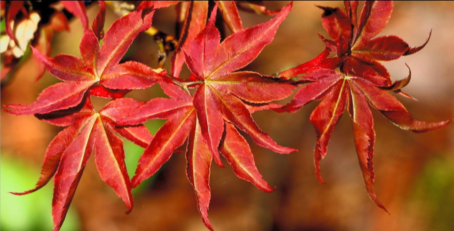 Beni Hoshi Dwarf Japanese Maple 2 - Year Live Plant