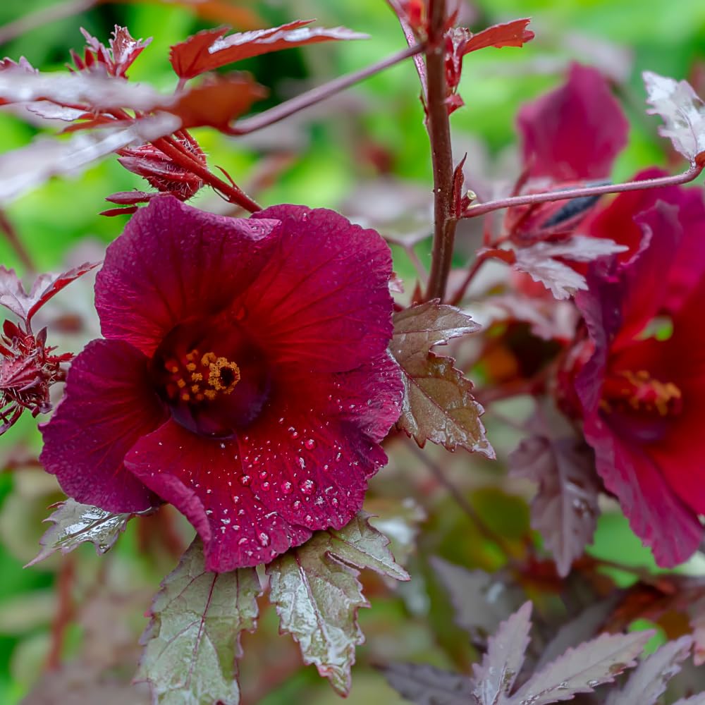 Pack of 2 Cranberry Hibiscus Plants Live, Red Hibiscus Plants Live for Flowering, 4-6" Tall