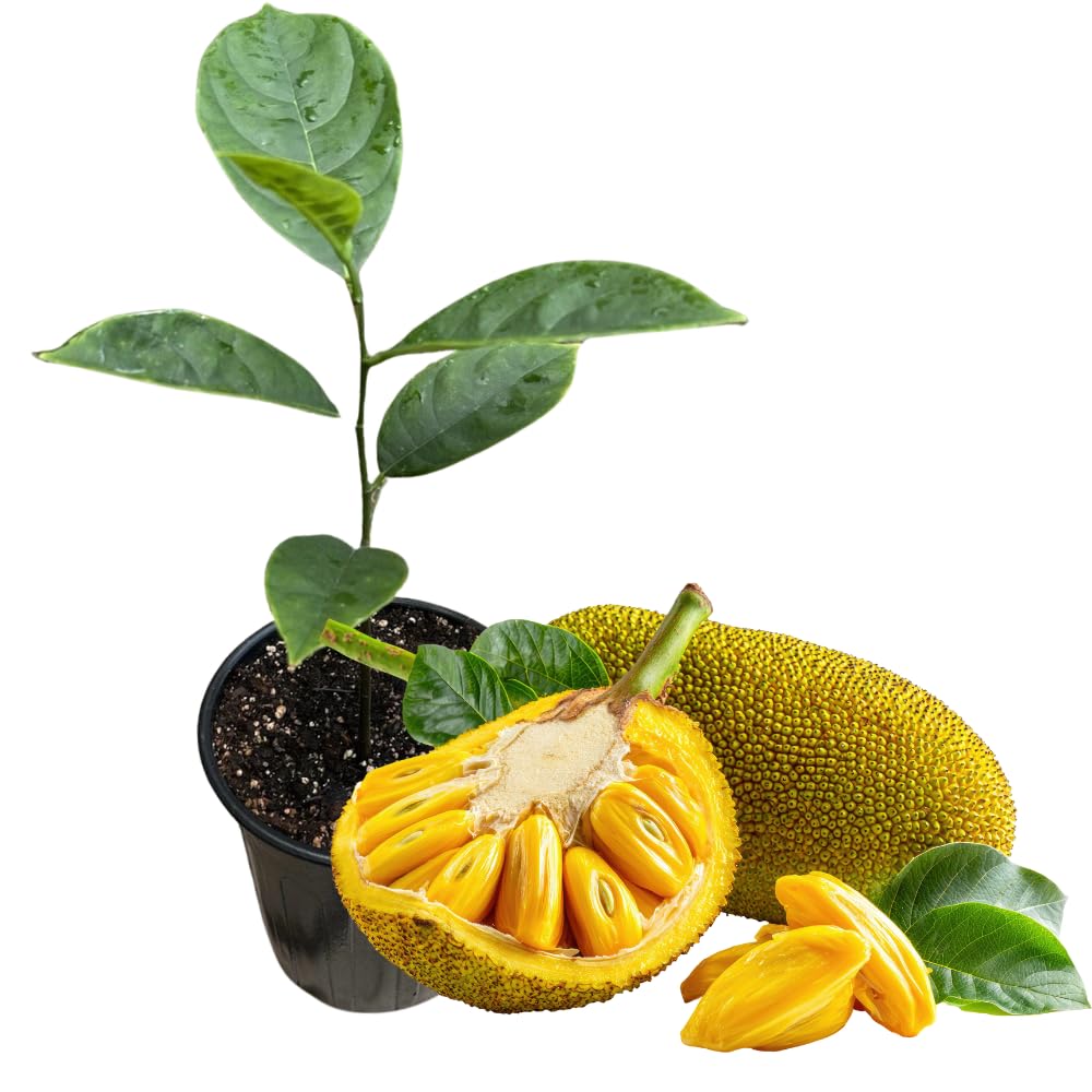 Jackfruit Tree Tropical Fruit Live Plant in 1 Gallon Pot, Perennial Fruit Tree, Yellow Jackfruit Plant from 2-3 Feet Tall
