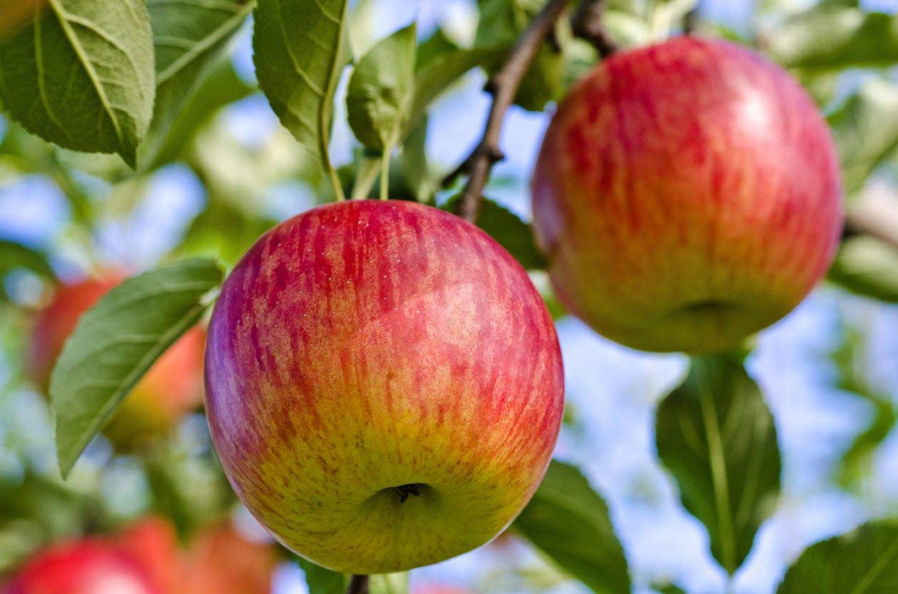TriStar Plants - Mystery Apple Box - 1 Gallon Pot, Semi Dwarf, Full Sun, Zone 4-8, Healthy Established Roots