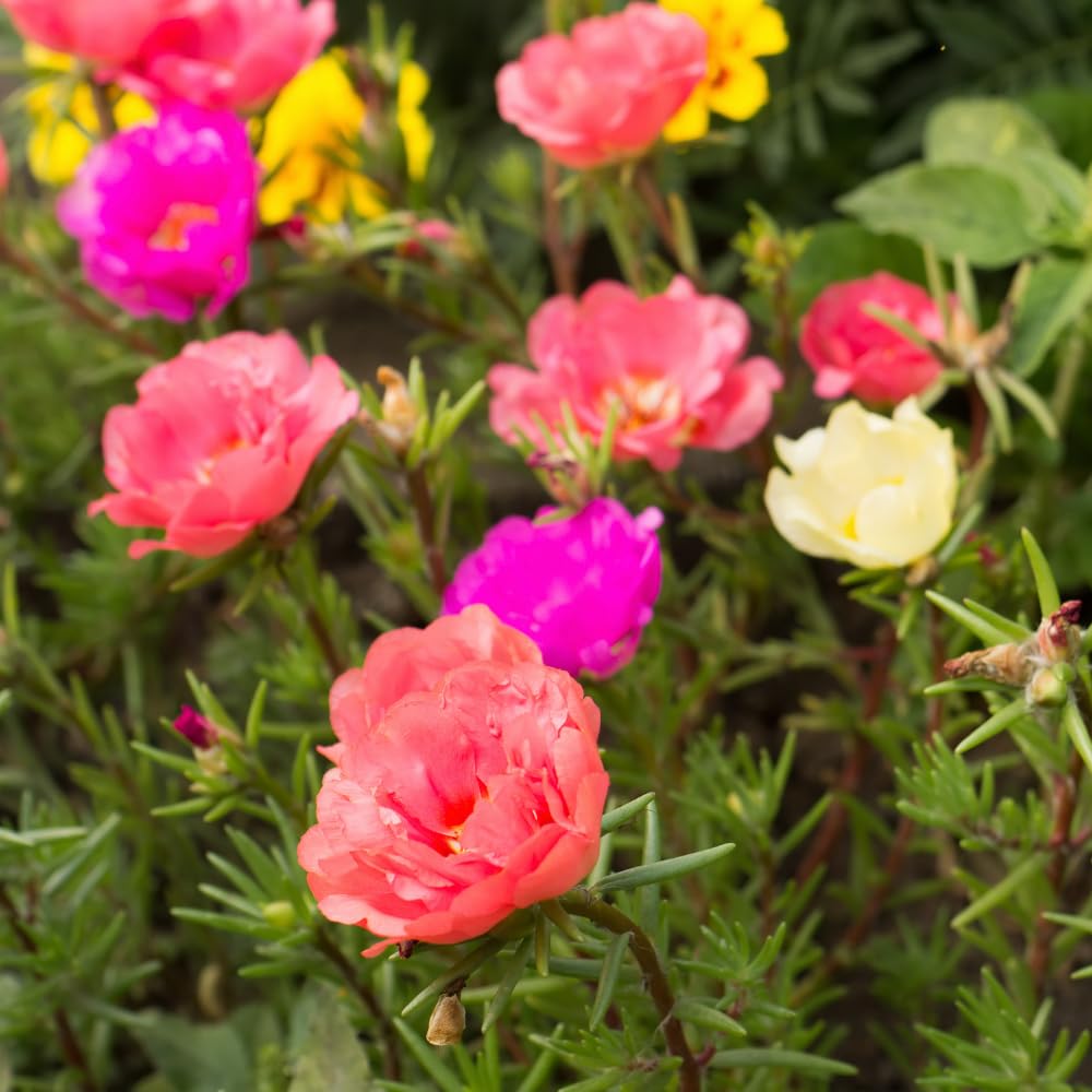 Set 2 Portulaca Plants, Portulaca Moss Rose Plants Live, 4-6 inch Flower Clump Groundcover Mix Color Flowers Plant