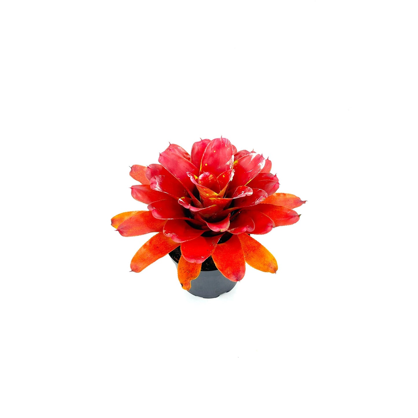 ragnaroc Live Plants – Bromeliad Neoregelia Lamberts Pride, 8-12" in 6" Pot - 1ct - Live Arrival Guaranteed - House Plants for Home Decor & Gift