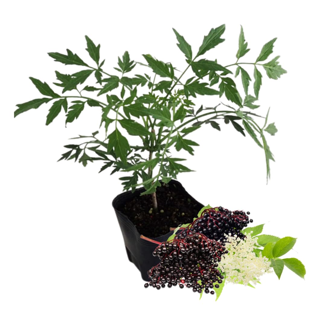 Sweet Elderberry Plant Live Tree 1 Year Old, Perennial Fruiting Shrub, 6-10" in Tall, Spring Planting Outdoor