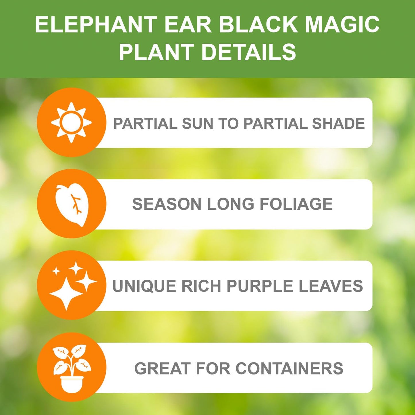Garden State Bulb Premium Black Magic Elephant Ear Bulbs, 7/9 inches, Spring Planting (Bag of 4)