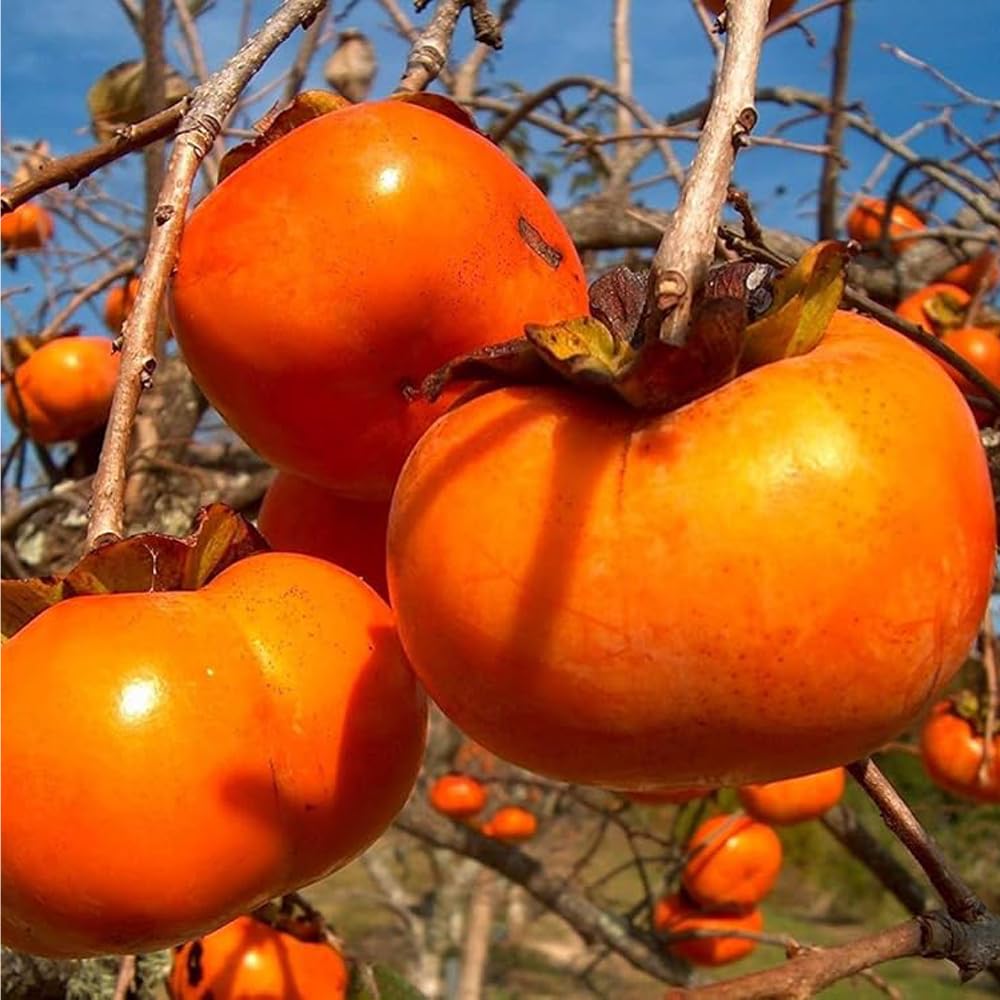 Mixrug 30+ Organic Fuyu Persimmon Seeds for Planting Outdoors,Diospyros Seeds Non-GMO Heirloom,Cold Hardy Fruit Tree Seed High Germination for Home Outdoor Garden