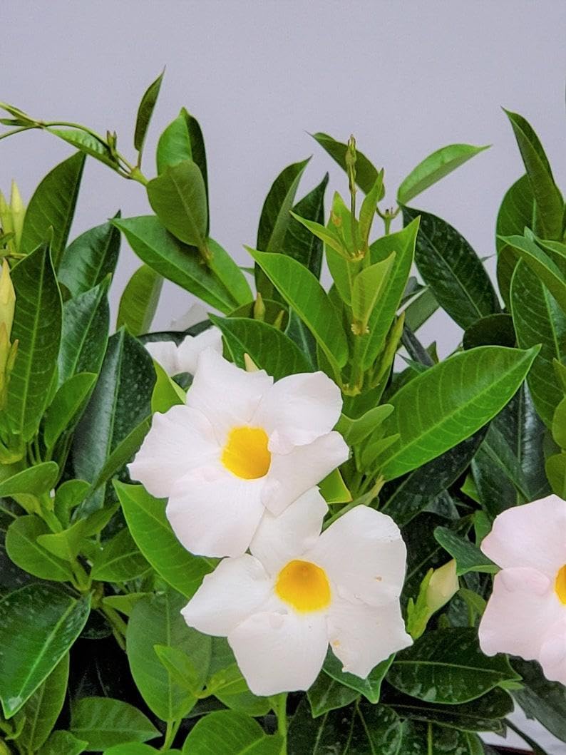 RedCrocus - White Dipladenia | Bushy & Compact | Evergreen, Blooms Late Spring to Fall | Pet-Toxic, Easy Care | Garden, Patio, Container Plant | RedCrocus 10" Pot