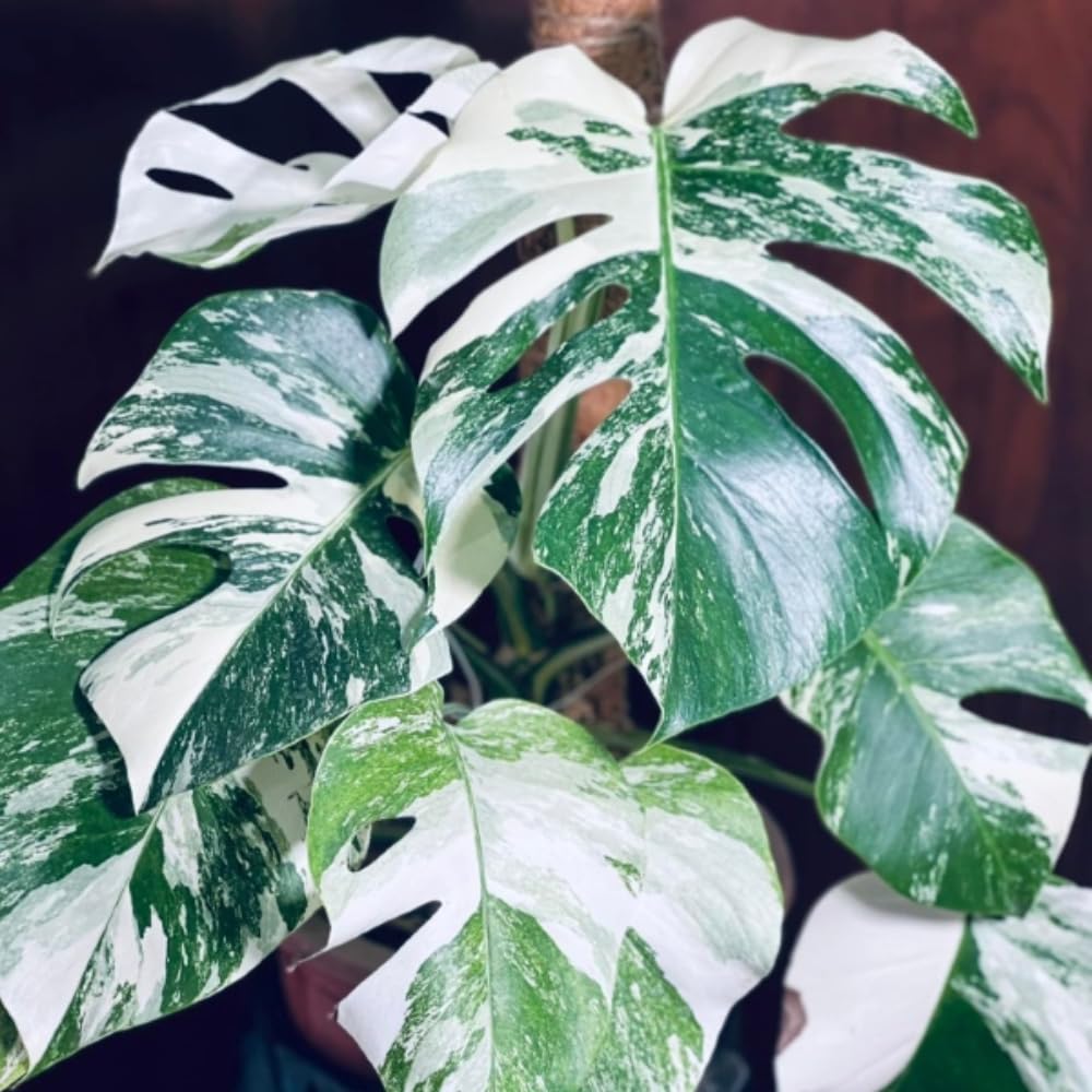Philodendron Plant Live, Rare Tropical Variegated Live Indoor Houseplant, Starter Plants No Pot, 5-9" in Tall (Monstera Thai Constellation)