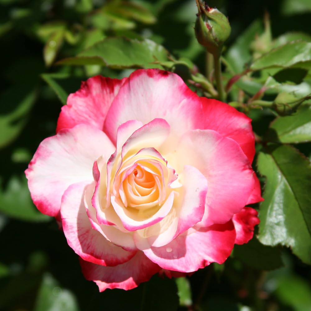 Heirloom Roses Rose Bush Live - Cherry Parfait™ Live Grandiflora Rose Plant for Outdoor Planting