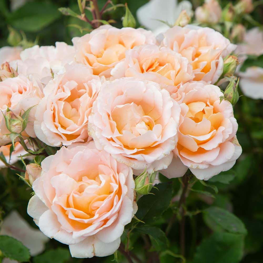 Heirloom Roses Fragrant Rose Bush - Desirée™ Live Potted Orange Rose Plant for Outdoor Planting