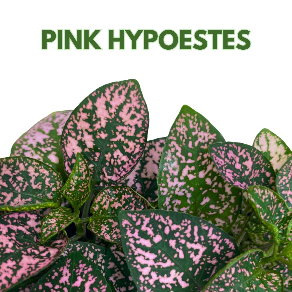 BubbleBlooms Pink Hypoestes Phyllostachya in a 4 inch Pot Polka Dot Flamingo Plant