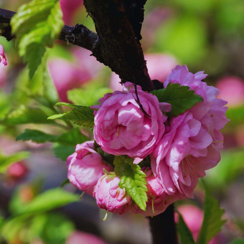Flowering Almond Tree Live Plant, Double Pink Almond Shrub Tree Plant Live, 6 to 10 Inc Tall