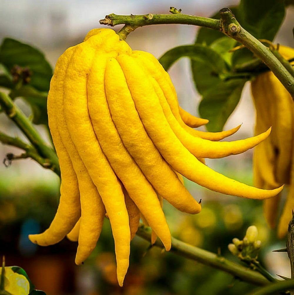 Live Plant - Buddhas Hand (Fingered Citron) Tree - 12-15" Tall - Live Citrus Plant - 5" Pot