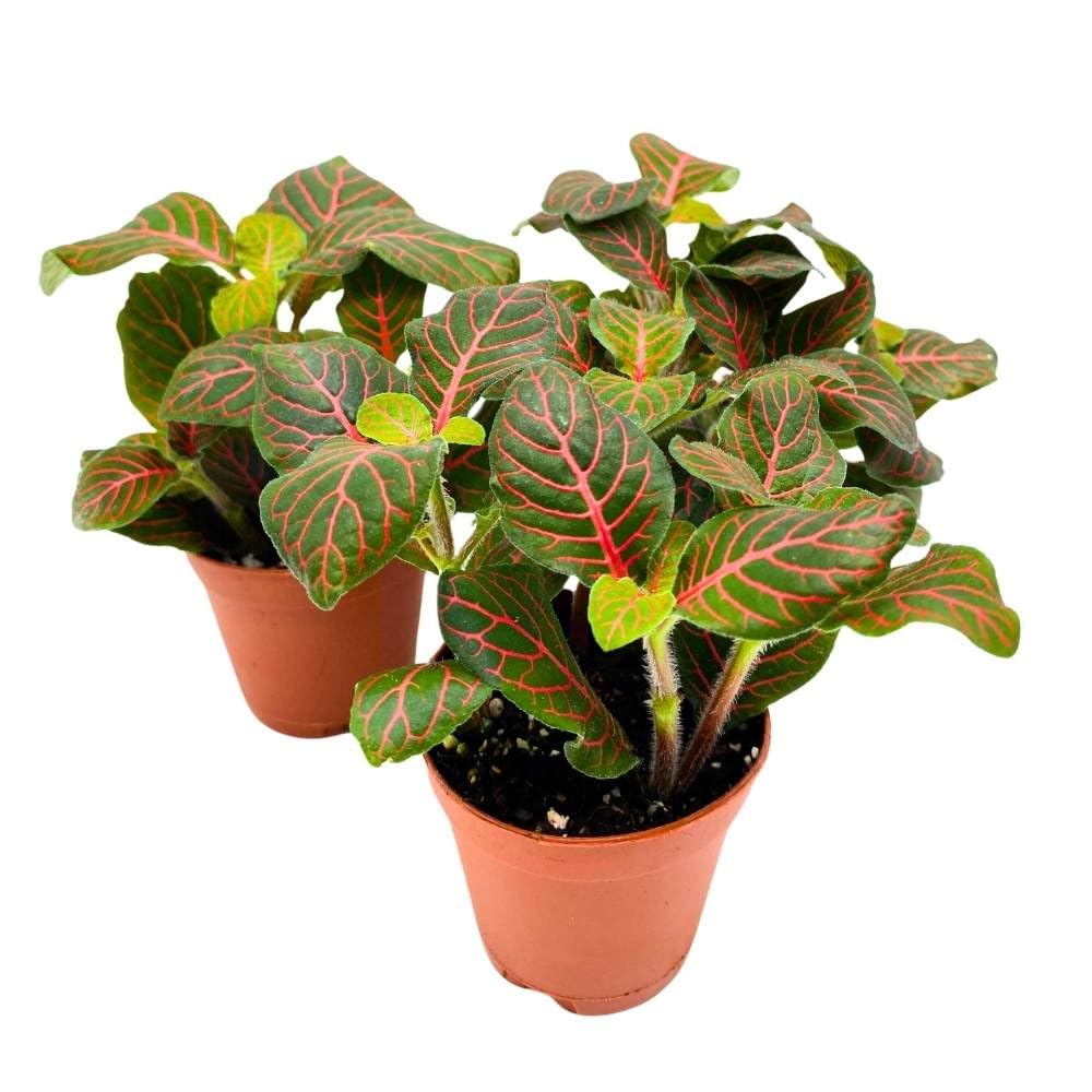 BubbleBlooms Red Nerve Plant 2 inch Set of 3 Mosaic Red Veined Fittonia Tiny Mini Pixie Plants