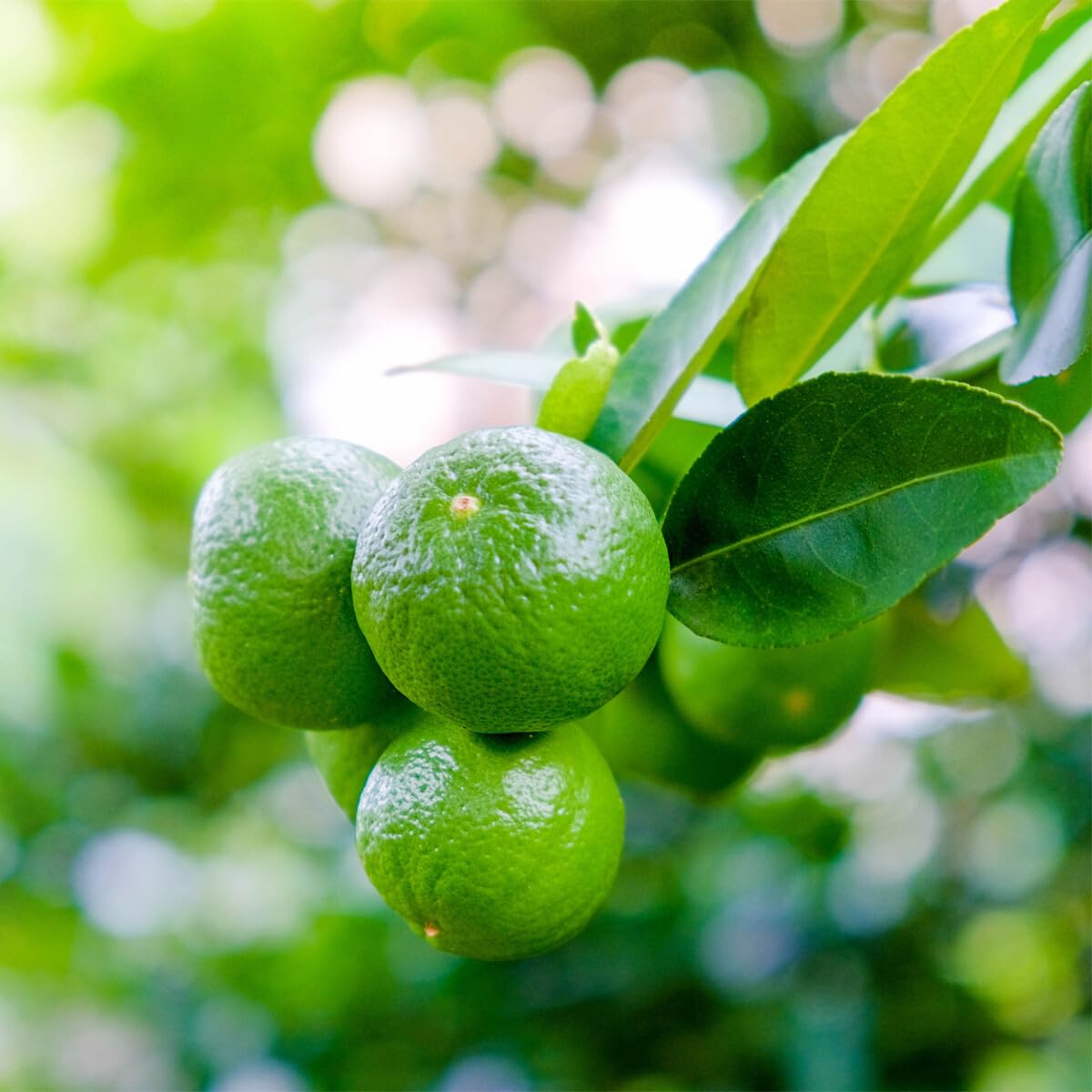Live Plant - Dwarf Mexican Key Lime Tree - Live Citrus Plant - 26-30" Tall - 1 Gallon Pot