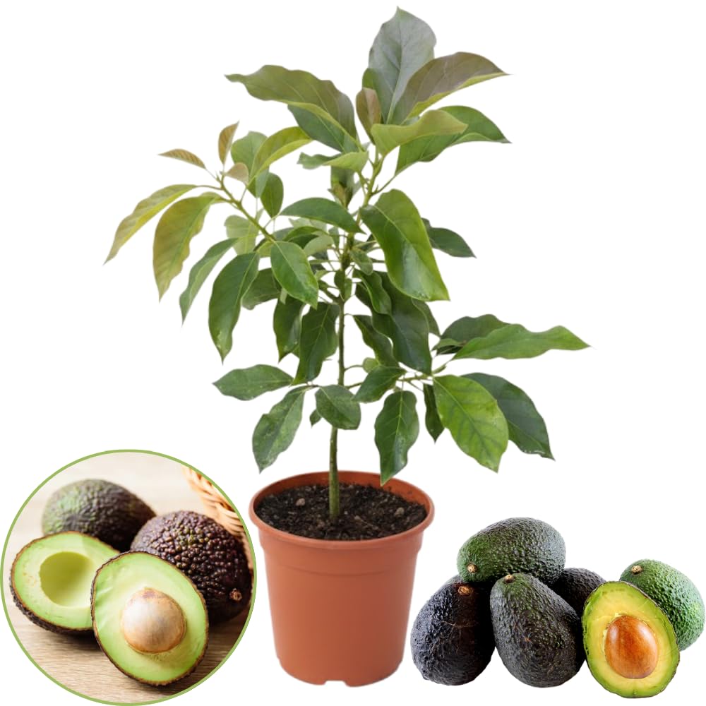 1-2 Feet HASS Avocado Tree Live in 3 Gal Pot, Grafted Avocado Fruit Plant for Home Garden, No Shipping to CA