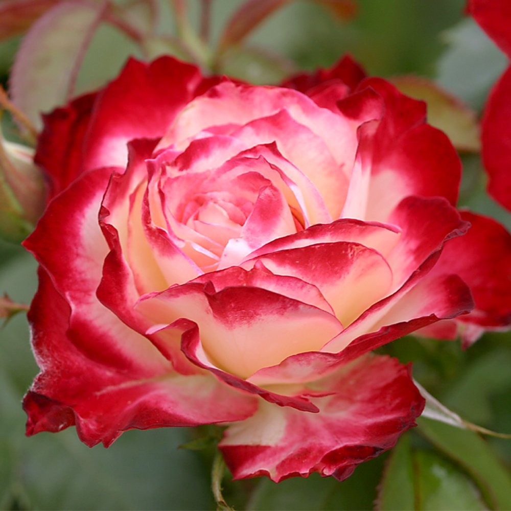 Heirloom Roses Rose Bush Live - Cherry Parfait™ Live Grandiflora Rose Plant for Outdoor Planting