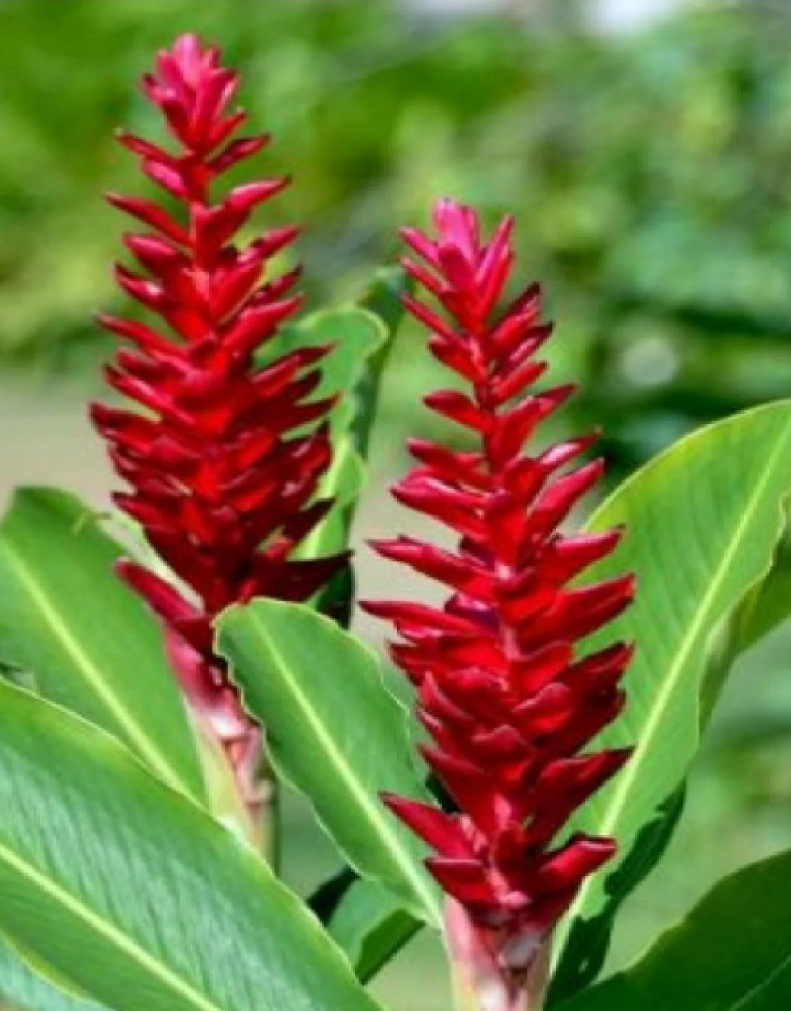 Live Plant - Hawaiian Red Ginger-Alpinia Purpurata- Small Rooted Starter Plant