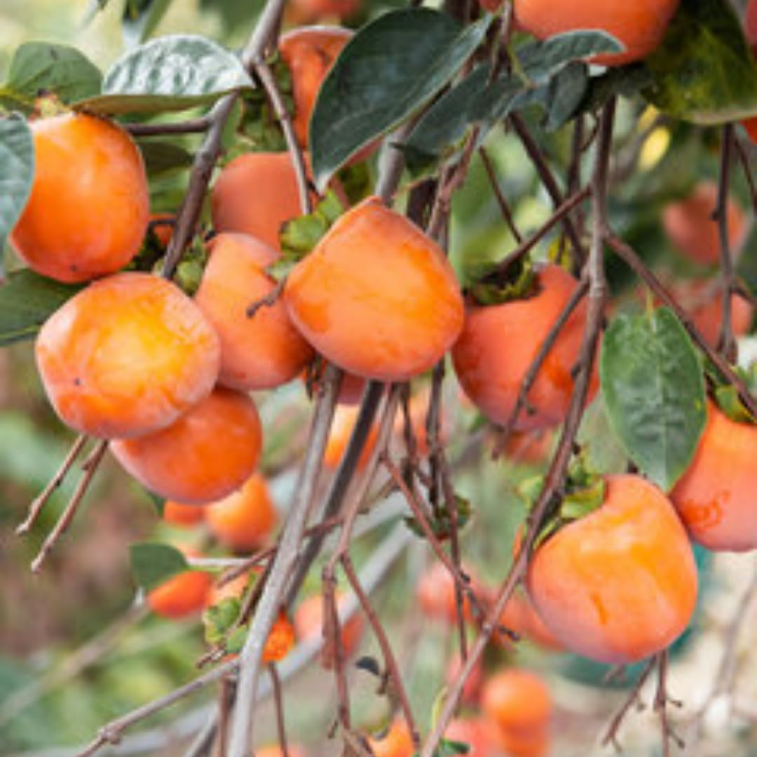 American Persimmon Tree Live Plant, Persimmons Fruit Plant Live, Zone 9 to 11, 5 to 7 Inc Tall Well Rooted