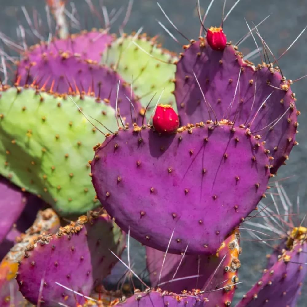 Purple Prickly Pear Cactus Live Plant in 3.5" Pot, Hardy Cactus Succulent with Purple Pads for Garden or Houseplant Decor