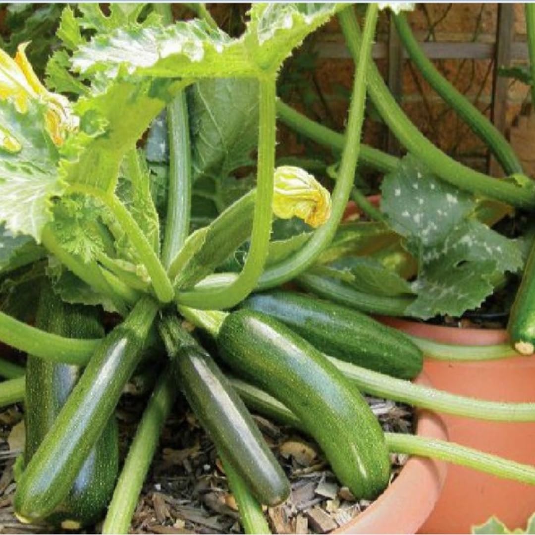 2 Green Squash Zucchini Plants Seedlings, 4 Inches Pot, Squash Plants Live, Live Zucchini Plants