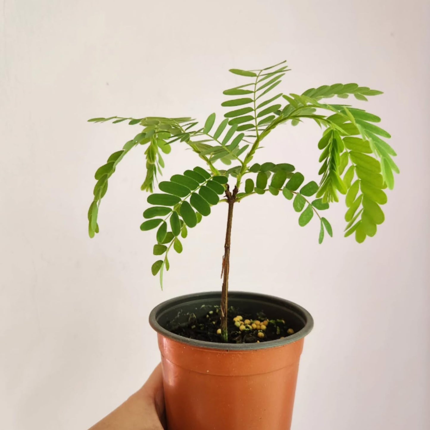 Tamarind Plant Live, Tropical Fruit Tamarind Plant for Outdoor, 4 Inc Pot