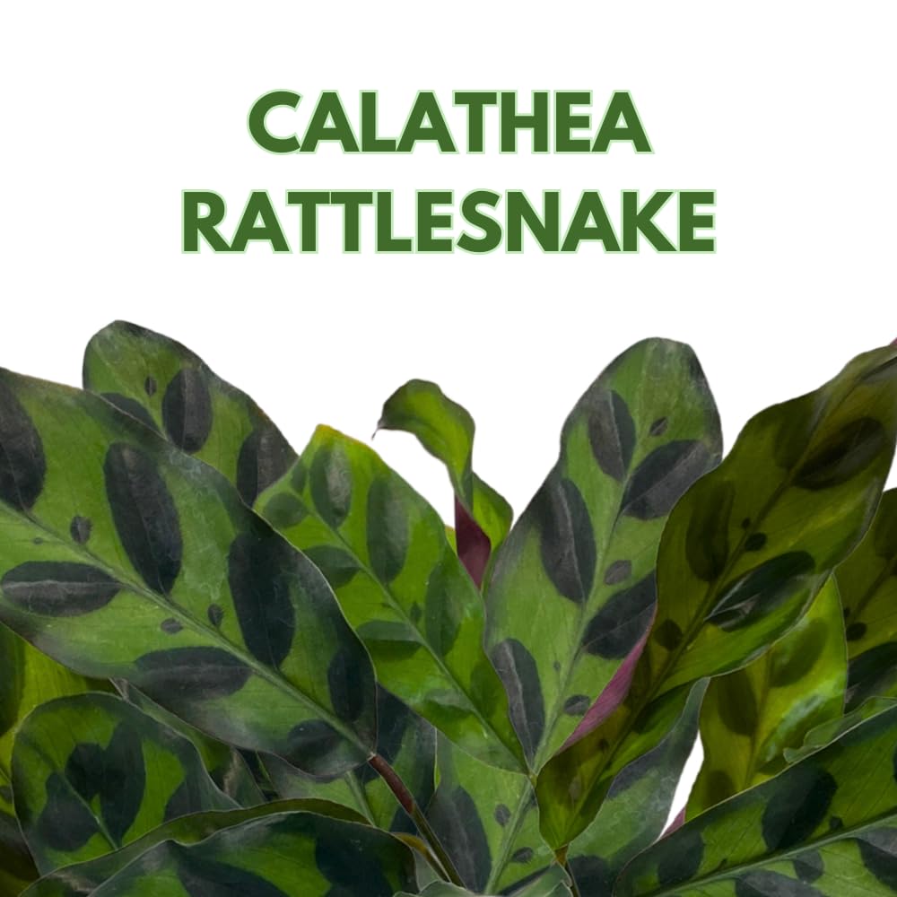 Calathea Lancifolia, Rattlesnake, Prayer Plant, Rattle Snake, 4 inch Pot