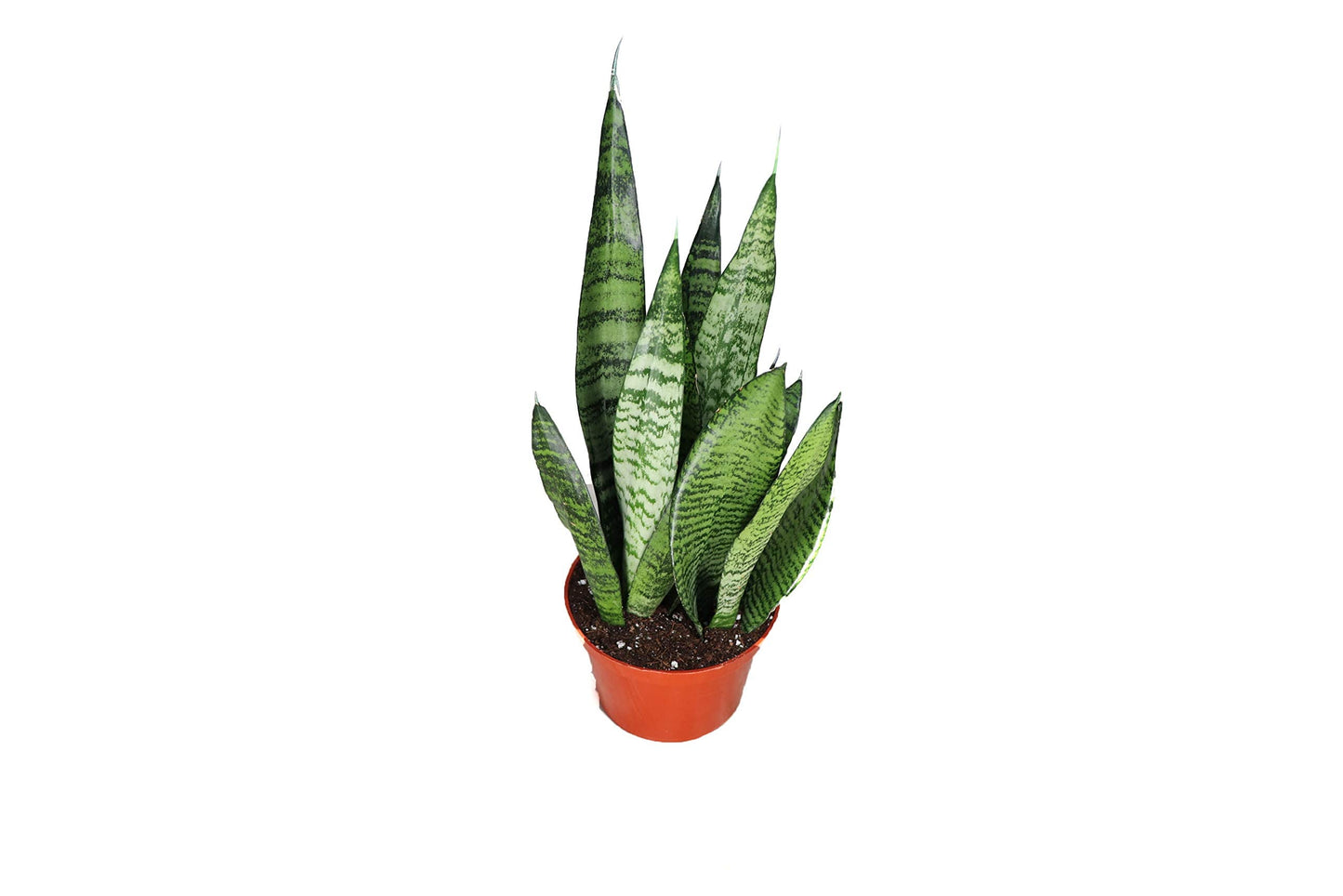 Sansevieria Zeylanica - 6'' from California Tropicals