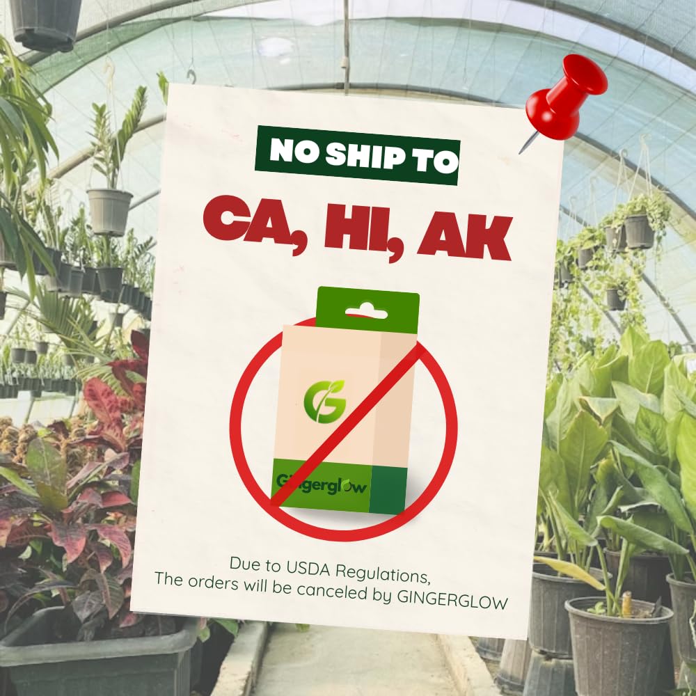 (No Ship to CA) 4 Persimmon Tree Live Plants | 1-2ft Bare Root Seedlings | Low Maintenance Nut and Fruit Tree Alternative & Well-Rooted | Dormant Plant