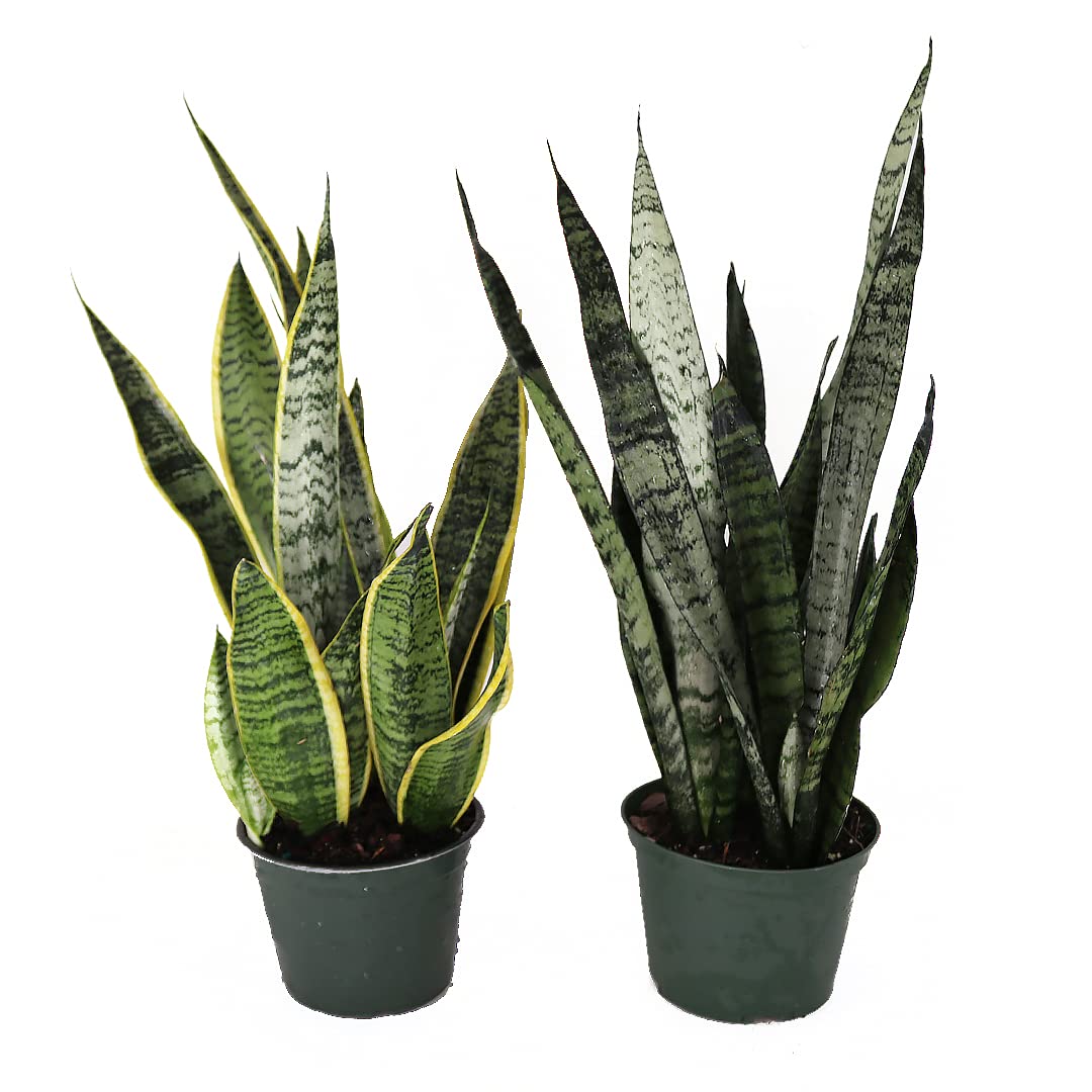 American Plant Exchange Snake Plant Bundle – Medium 6-Inch Pot Sansevieria Laurentii & Zeylanica, Low-Maintenance, Air-Purifying Live Houseplants for Home, Office, or Outdoor Garden Décor
