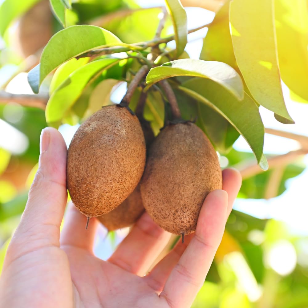 Sapodilla Tree Live Plant 2 to 3 Feet, in 3 Gallon Pot, Sapodilla Plant Live, No Shipping to CA