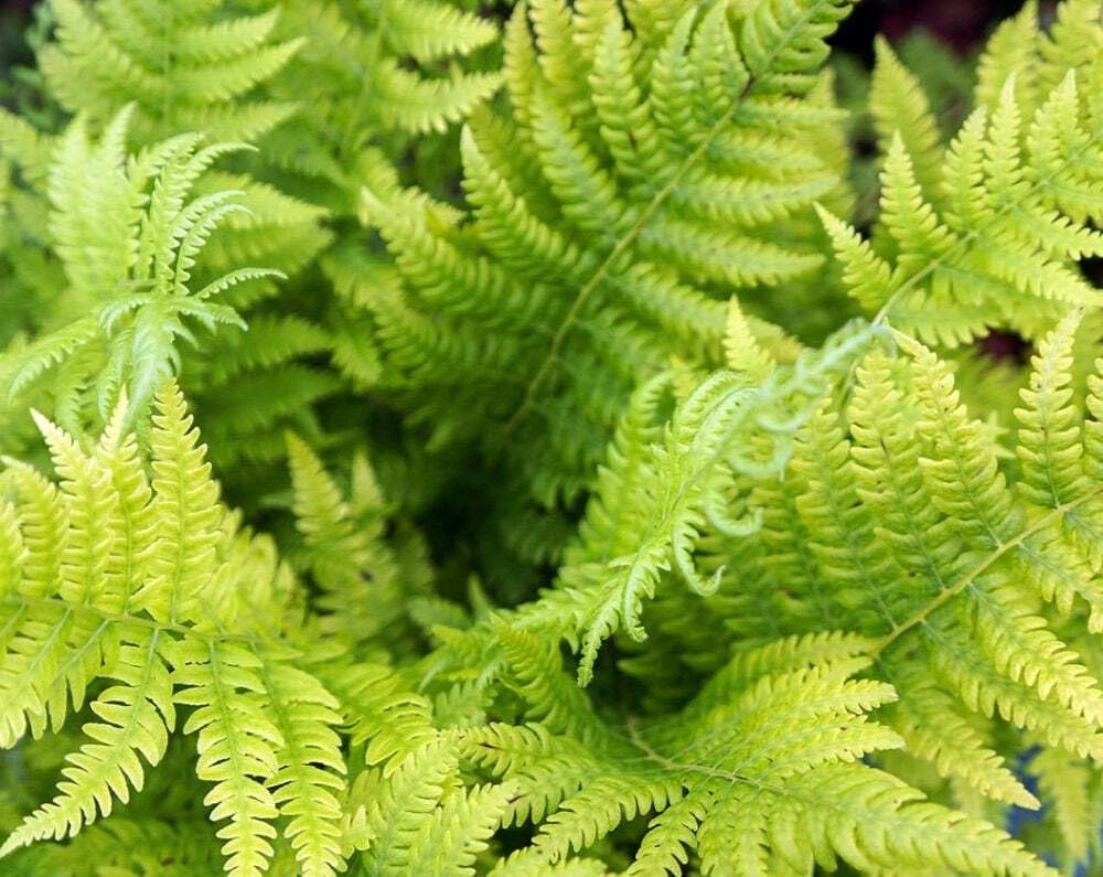 Live Plant - 10 Hay Scented Fern Clumps of 10-12 Rhizomes - Dennstaedtia punctilobula