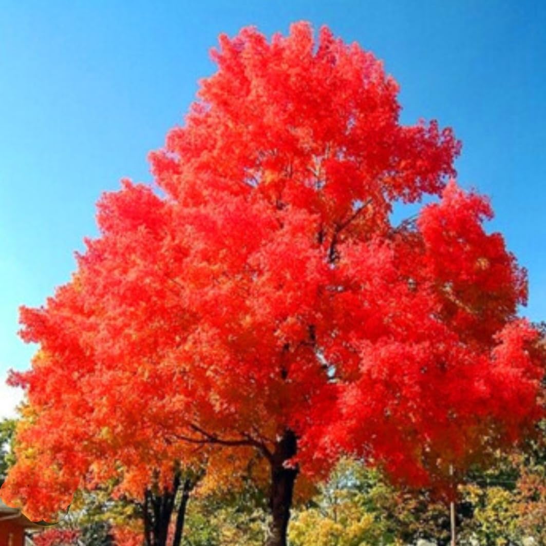80 Seeds Red Maple Outdoors Maple Tree Seeds Acer rubrum PeavyTailor