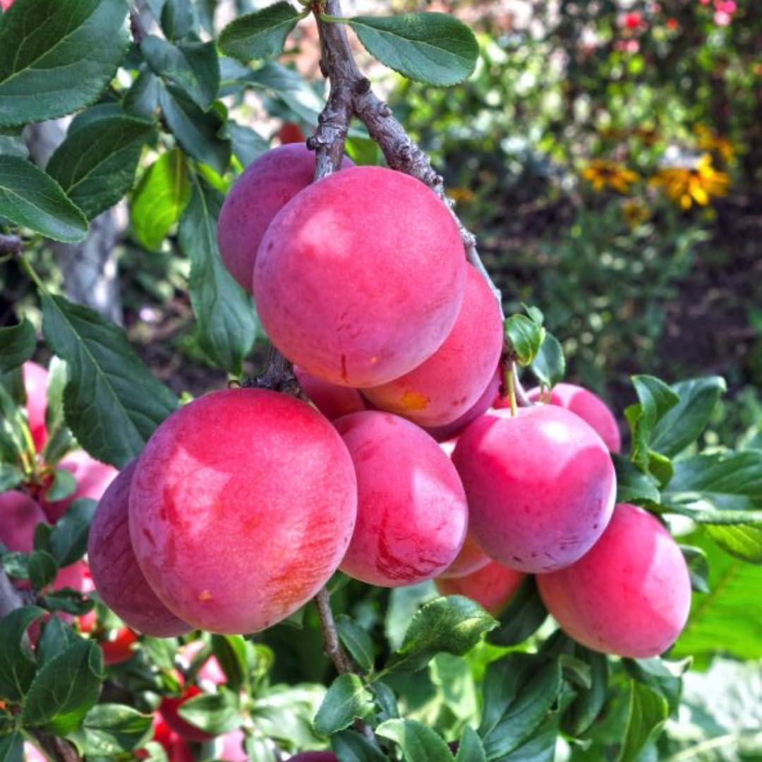 1 Year Old Plum Tree Live Plant for Planting, 12"-18" in Height, Plum Tree for Spring Gardening, Winter Hardy, Dormant Bare Root