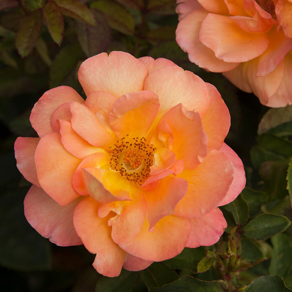 Heirloom Roses Rose Plant - Dawn Chorus Orange Rose Bush, Hybrid Tea Live Plant for Planting Outdoors