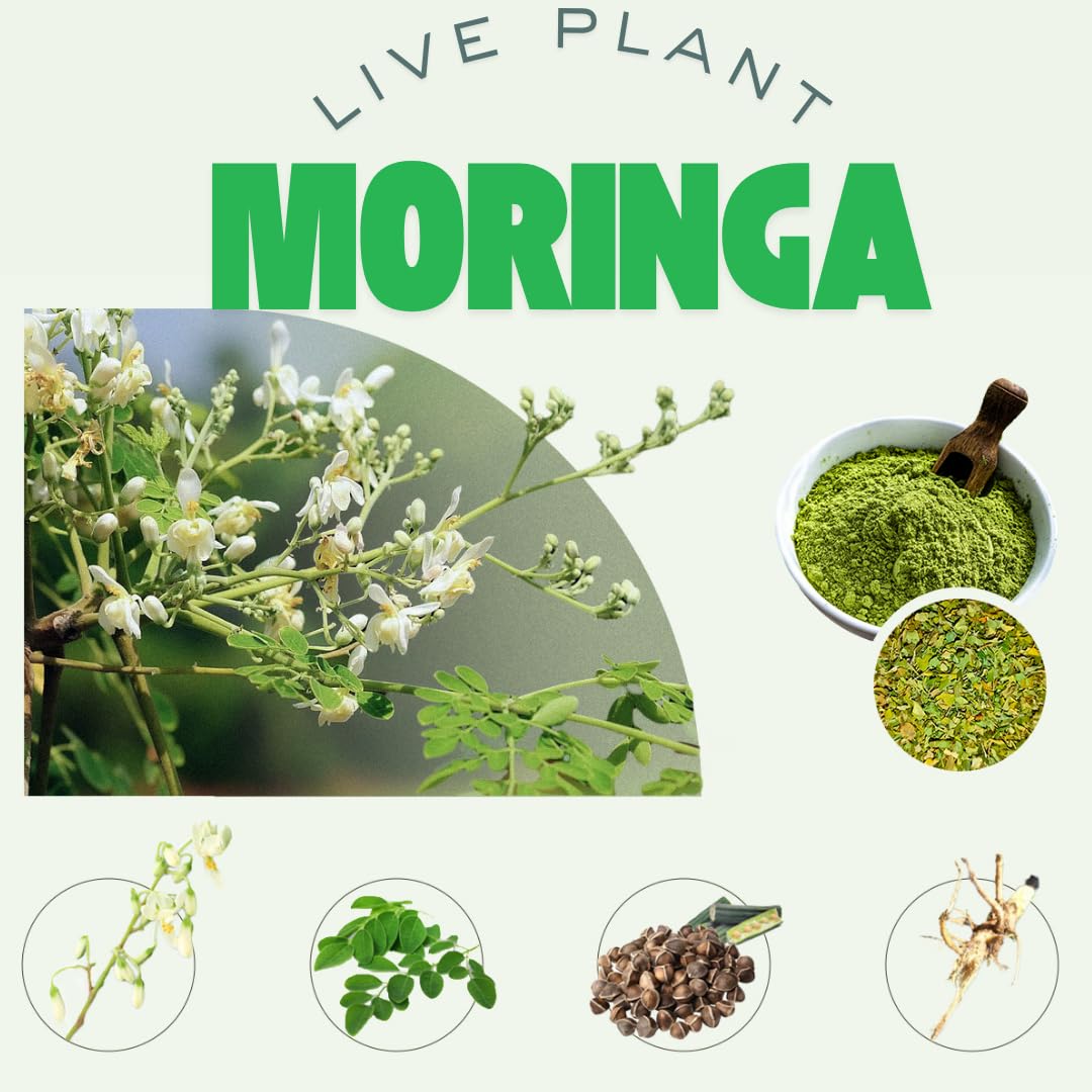 02 Malunggay Moringa Trees Plants Live for Outdoor Growing, Zones 9-11, Size 5-7" in Tall Starter Plant