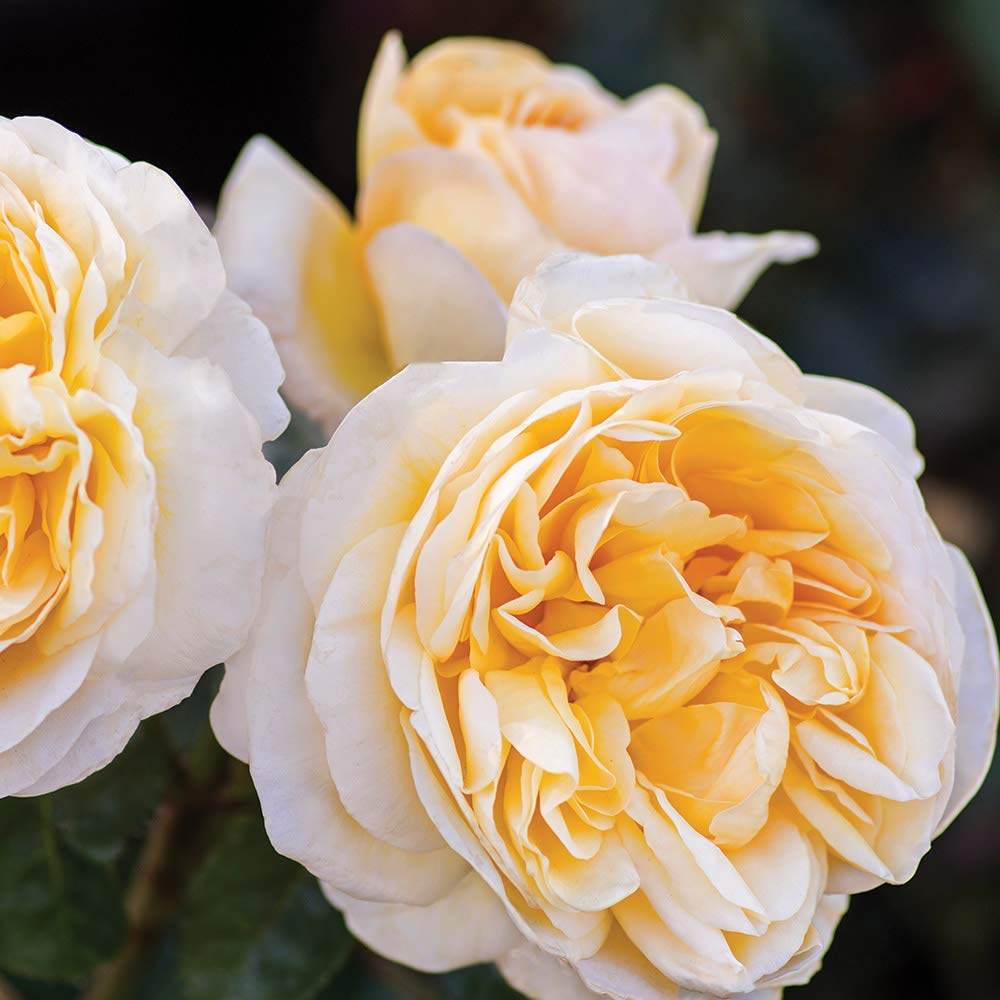 Heirloom Roses Hybrid Tea Rose Bush - Moonlight Romantica® Live Yellow Rose Plant for Outdoor Planting