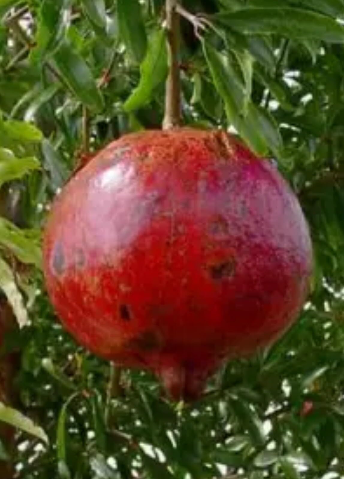 Live Plant - Pomegranate - '2 Trees ‘Wonderful' - Punica granatum