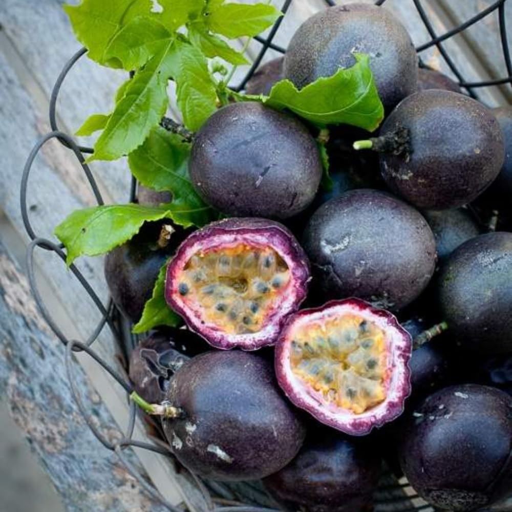 Passionfruit Plant, Passion Fruit Vine 5-8'' Tall, Hardy Fruit Tree Live for Home Gardens and Containers Planting (Purple Passionfruit)