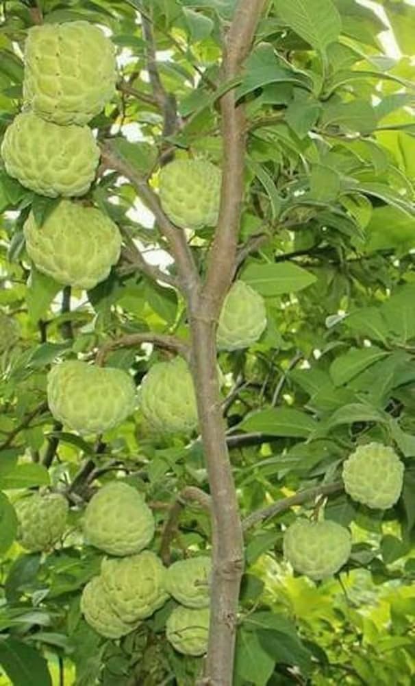 10+ Sugar Apple Seeds Soursop Custard Guanabana Graviola Seeds Annona Muricata Fruit Tree Planting