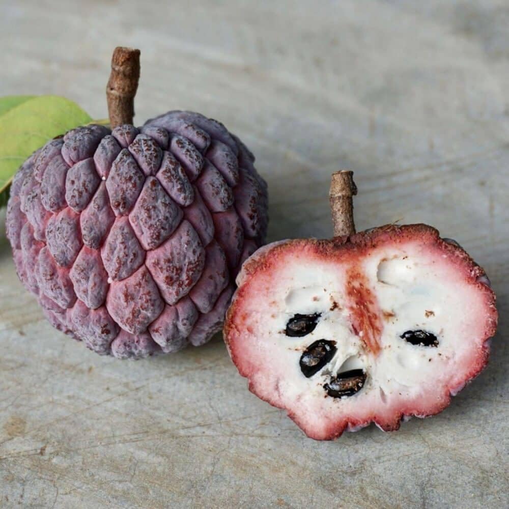 Live Plant - Red Sugar Apple (Annona Squamosa) Vibrant Live Fruit Tree 12”-24” Thriving