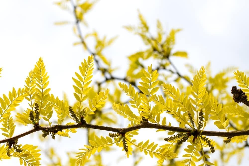 Honey Locust Tree Seedling (Gleditsia triacanthos) – Elegant Shade Tree with Light, Airy Foliage - Plant Your Own to Grow (3 Seedlings)
