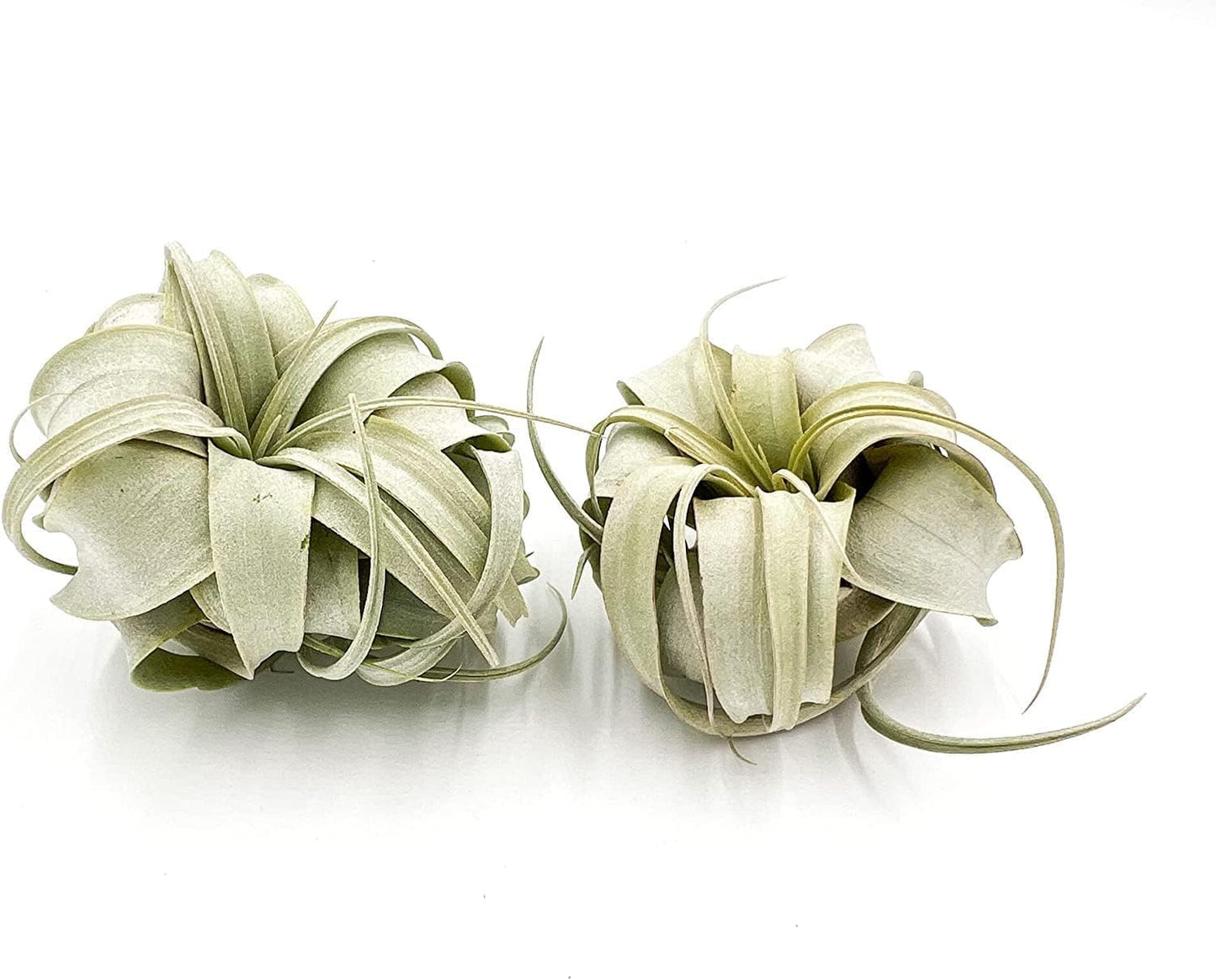 ragnaroc Air Plants - Tillandsia Xerographica, Small 2-3” - 1ct - Live Arrival Gauranteed - House Plants for Home Decor & Gift