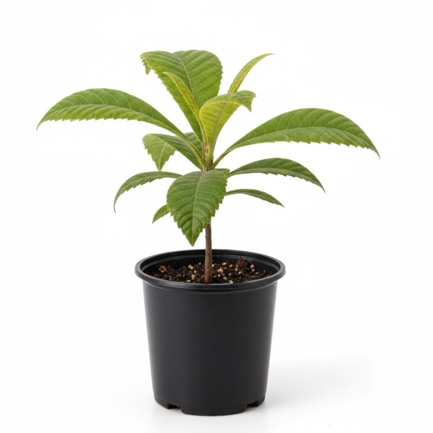 Loquat Tree, 10-14" Tall, Half-Gallon Pot, Loquat Trees Live Plants for Home Garden Planting, Well-Rooted Fruit Tree Plant