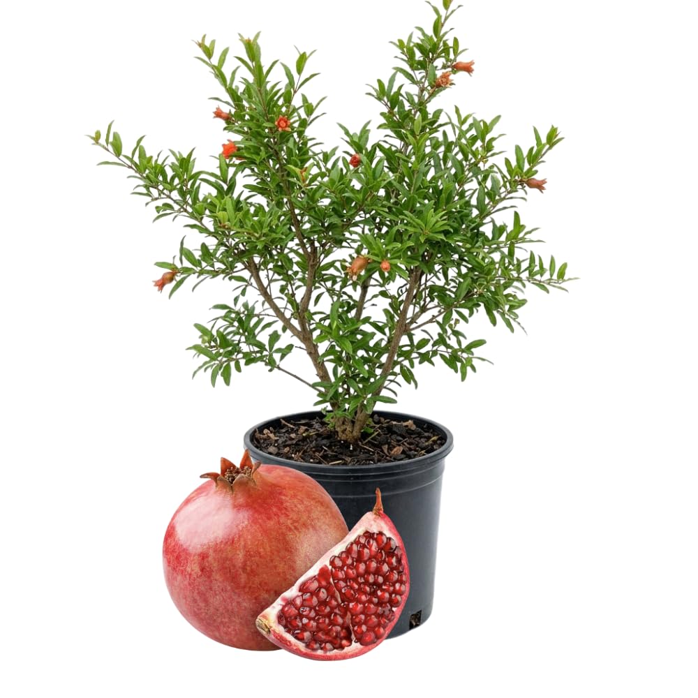Pomegranate Tree Live Plant, Sweet Fruit 2–3 Ft Tall in 3 Gallon Pot, Cold Hardy Outdoor Garden Tree, No Ship to CA