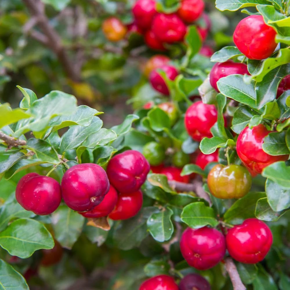 02 Barbados Cherry Tree Live Plant for Planting, 4-7 Inch Tall Fruit Tree, Edible Cherry Tree for Outdoor Garden Growing, Tropical Fruit Plant