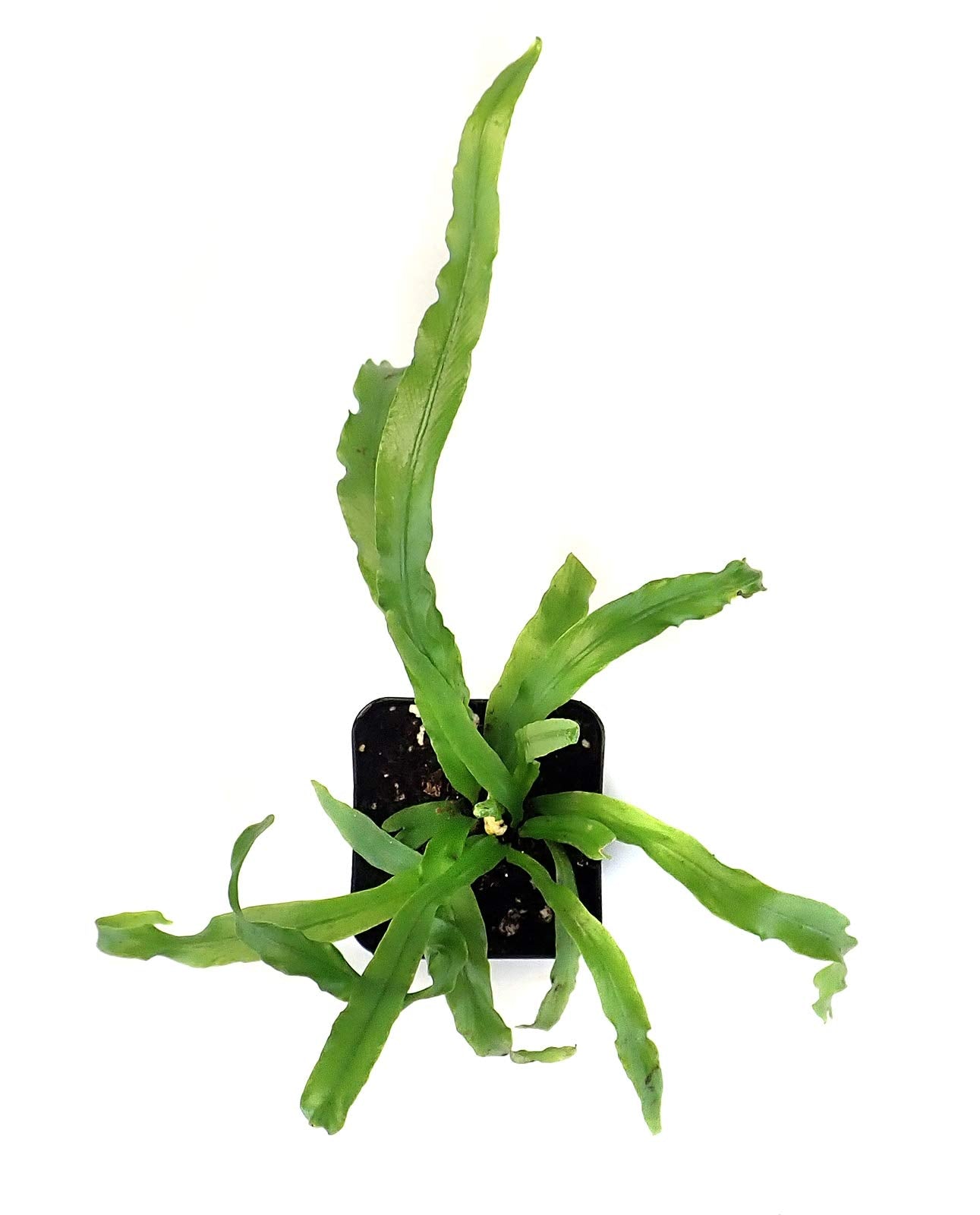 Sprig & Stone Live Mini Ferns Terrarium Plants (Victoria)